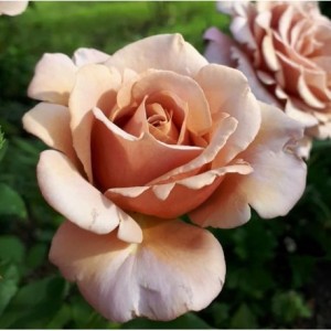 KOKO LOKO (hybrid tea)